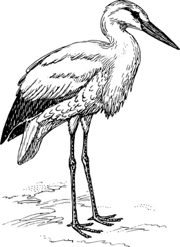 Elegant Stork Bird Standing Gracefully PNG