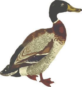 Colorful Waterfowl Bird in Serenity PNG