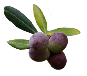 Fresh and Flavorful Olive Oil Delight PNG