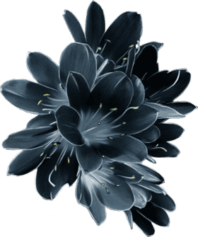 Mysterious Midnight Bloom Flower Arrangement PNG