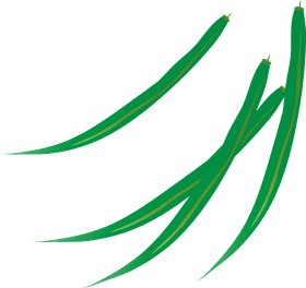 Green Card Symbol of Opportunity and Growth PNG