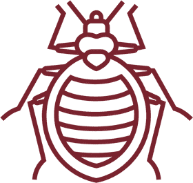 Intriguing Insect The Bed Bug Unveiled PNG