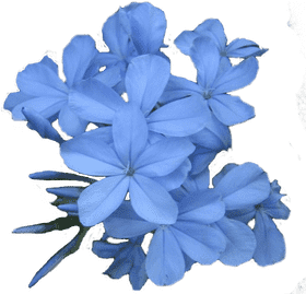Delicate Blue Flower Blossoms in Harmony PNG