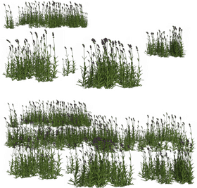 Serene Lavender Field of Blooms and Grasses PNG