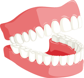 Dynamic Dental Model for Oral Health Education PNG
