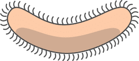 Curved Bacteria with Hair-Like Projections PNG