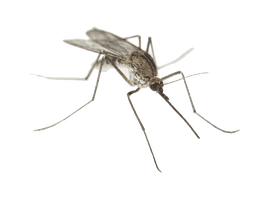 Ultimate Mosquito Repellent Protection Solution PNG