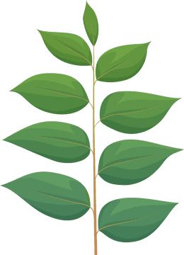 Spring Awakening A Celebration of New Growth PNG