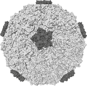 Mysterious Virus Structure Unveiled in Detail PNG