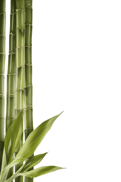 Whispers of Serenity in the Bamboo Forest PNG