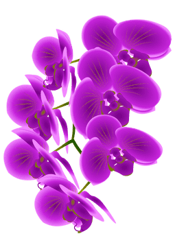 Elegant Orchid Blooms in Vibrant Purple PNG