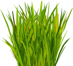 Lush Green Grass in Sunlight PNG