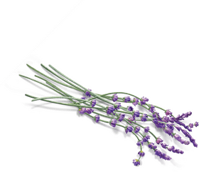 Serenity in the Lavender Field PNG