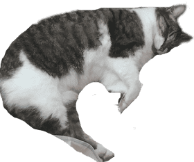 Sleeping Cat in a Cozy Curl PNG