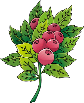 Cranberry Delight with Lush Green Leaves PNG