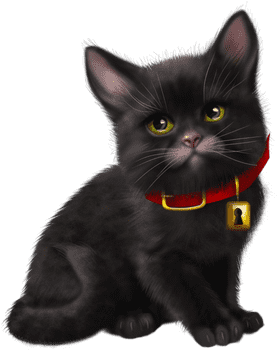 Curious Cat with a Mysterious Collar PNG