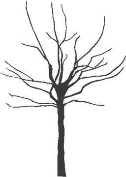 Lonely Silhouette of a Leafless Tree PNG