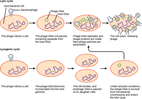 Bacteria Lifecycle From Infection to Replication PNG