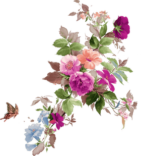 Radiant Beauty of Iris Flower Blossoms PNG