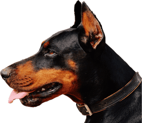 Stylish Leather Pet Collar for Elegant Dogs PNG