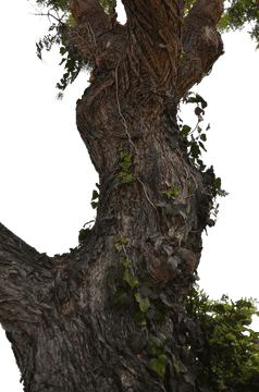 Twisted Tree of Lush Greenery PNG