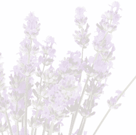 Serenity in the Lavender Field PNG