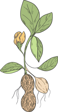 Peanut Butter Jar Nutty Origins Unveiled PNG