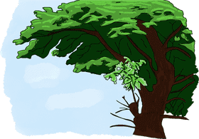 Majestic Tree Under a Clear Blue Sky PNG