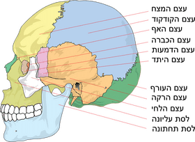 Understanding the Complex Anatomy of the Bone Structure PNG
