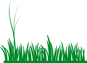 Vibrant Green Grass Serenity PNG