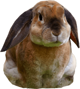 Fluffy Shampoo Gentle Care for Your Pet's Coat PNG