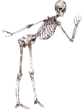 Bone Buddy The Skeletal Sidekick PNG
