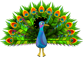 Majestic Peacock with Vibrant Feather Display PNG