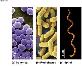 Shapes and Structures of Bacteria Spherical Rod-shaped and Spiral PNG