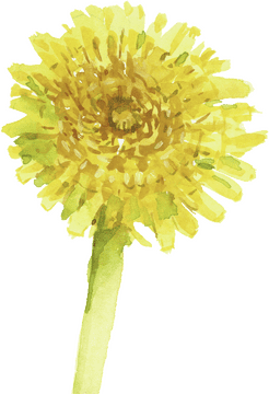 Golden Oil Blossom Nature's Fragrant Treasure PNG