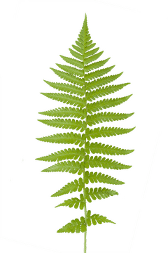 Efficient Leaf Blower for Garden Cleanup PNG