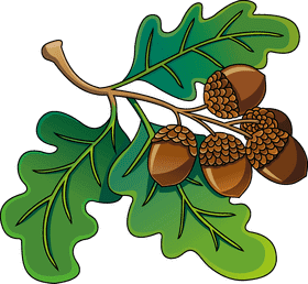 Nature's Treasure The Acorn and Oak Leaf Harmony PNG