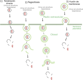 Virus Entry and Replication Process Visualization PNG