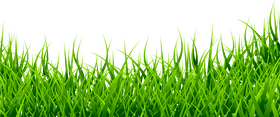 Lush Green Grass Blades Under a Clear Sky PNG