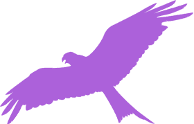 Kite Flying Under the Majestic Sky PNG