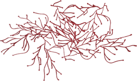 Coral Reef's Vibrant Underwater Life PNG