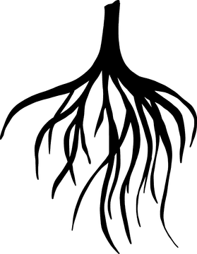 Elegant Ginger Root Silhouette in Nature PNG