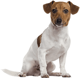 Playful Companion Dog with a Charming Smile PNG