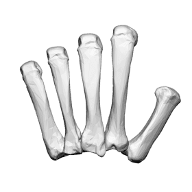 Artistic Bone Structure Display PNG