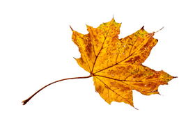 Golden Autumn Leaf Blower Cleanup PNG