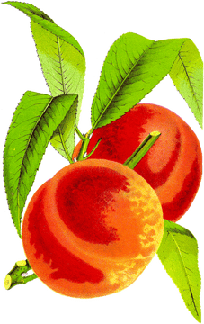 Peach Blossom Harmony Nature's Sweet Embrace PNG