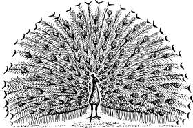 Peacock Feathers in Elegant Patterns PNG