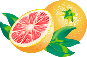 Tropical Citrus Fruit Delight PNG