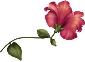 Iris Flower A Splendid Symphony of Colors PNG