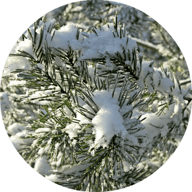 Snow-Covered Pine Branches in Winter Wonderland PNG